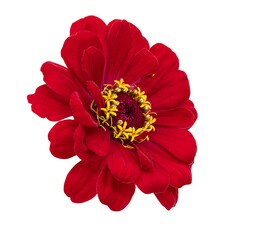 Wall Mural - Isolated red zinnia flower on white background