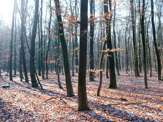 Wall Mural - forest with young beech trees and dusting of snow on ground leaves