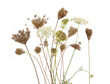 Daucus carota autumn flowering dry wild grasses or herbs isolated on white background. Autumn meadow flowers with umbels wildflowers and plants.