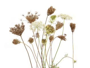 Wall Mural - daucus carota autumn flowering dry wild grasses or herbs isolated on white background. autumn meadow
