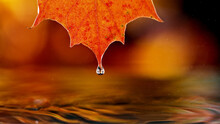 Detail Of Autumn Maple Leaf With Water Drop