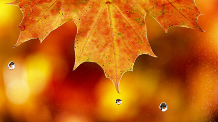 Wall Mural - Detail of autumn maple leaf with water drop