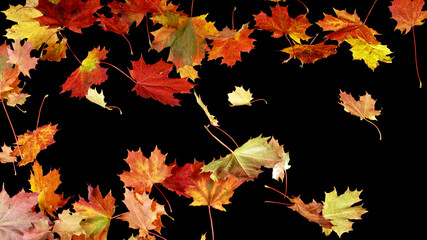 Wall Mural - Freeze motion of flying autumn maple leaves on black background