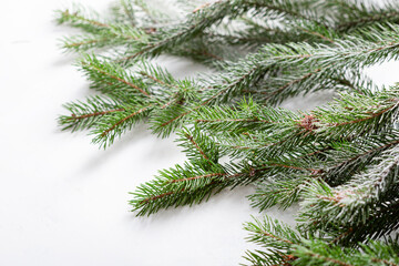 white holiday background on green branch christmas concept
