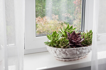 Wall Mural - Potted echeveria plants on the windowsill in the room