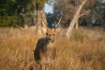 Wall Mural - Hard Ground Swamp Deer, Barasingha- Rucervus duvaucelii, Kanha Tiger Reserve, Madhya Pradesh, India
