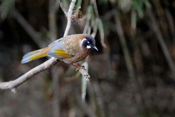 Wall Mural - black faced laughingthrush, trochalopteron affine, nepal