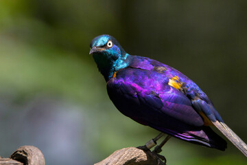 Wall Mural - ruppell's starling, lamprotornis purpuroptera, also known as rueppell's glossy-starling. family stur
