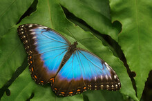 Peleides Blue Morpho - Blue Tropical Butterfly On The Green Leaf