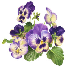 Watercolor Bouquet Of Pansies, Hand Drawn Floral Illustration Isolated On White Background
