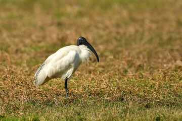 Black headed ibis or black necked ibis portrait in wetland of keoladeo national park or bharatpur bird sanctuary rajasthan india - Threskiornis melanocephalus