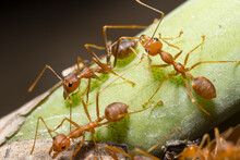Macro Red Ant