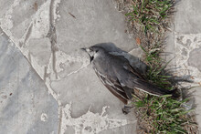 A Dead Bird. Animals And Birds Are Dying From Environmental Pollution. Ecology Of The City