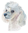 Miniature Poodle. Pet portrait. Watercolor hand drawn illustration