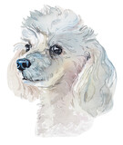 Fototapeta  - Miniature Poodle. Pet portrait. Watercolor hand drawn illustration