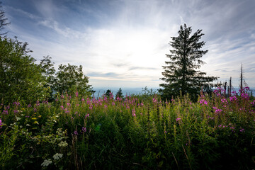 Wall Mural - Beautiful scenery â€‹of purple wildflowers field and green trees under a cloudy sunny blue sky