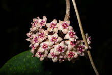 Hoya Flower Macro