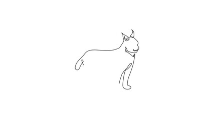 Poster - Animated self drawing of single continuous line draw stout lynx cat for company logo identity. Bobcat mammal animal mascot concept for national conservation park icon. Full length one line animation.