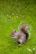 ichhörnchen Ast Sonne London Baum Nahaufnahme Hyde Park Nüsse zahm Touristen beliebt klettern Fell Nagetier Ohren süß füttern scheu Flucht Winterschlaf England Squirrel berühmt Gartenanlage