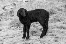 Cute Black Lamb On Alpine Mountain Pasture. Black And White Image.