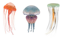 Jellyfish (Scyphozoa) Or Sea Jellies Isolated On White Background. High Resolution