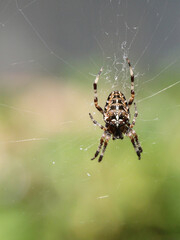 Poster - Vertical closeup of the spider on the spiderweb.