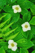 Close-up Of Three Bunchberry Blossoms And Fern, Pictured Rocks National Lakeshore, Michigan's Upper Peninsula, USA
