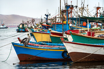 Wall Mural - Pelican on a wooden boat at Paracas in Peru