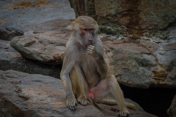 Poster - Scenic view of a monkey sitting on the rock in the zoo