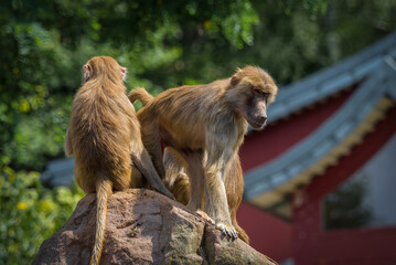 Poster - Scenic view of two monkeys on a rock on a blurred background