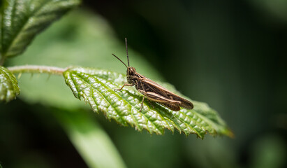 Sticker - Scenic view of a grasshopper perched on a leaf on a blurred background