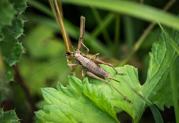 Sticker - Scenic view of a grasshopper perched on a leaf on a blurred background