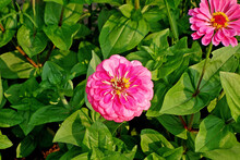 View Of Two Pink Zinnia Flowers In The Bushes