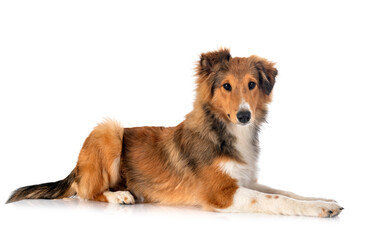 Sticker - Shetland Sheepdog in studio