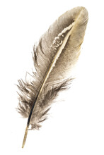 Brown Pheasant Feather On A White Background