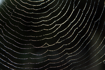 Spider net texture close up photo. Water drops on a surface. Abstract autumn background.