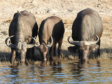 Vertical Shot Of Three Buffalos Drinking Water From The Stream