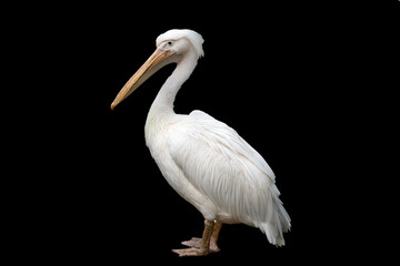 Poster - white pelican isolated on a black background