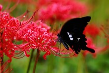 Red Flower And Black Butterfly 