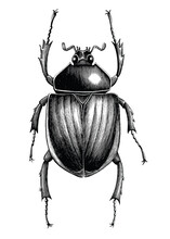 Scarab Beetle Hand Draw Vintage Engraving Style Black And White Clipart Isolated On White Background
