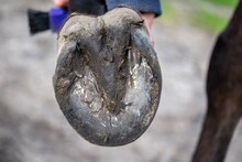 Horse Hoof From Underneath. Close Up. Frog. Bottom Of The Hoof. Hoof Cleaning. Preparing The Horse For Riding