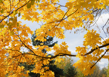 Autumn Background. A Tree With Yellow Leaves On A Blue Sky Background