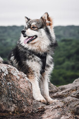  Portrait of a purebred Finnish Lapphund dog