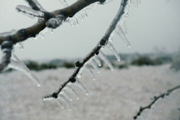 Sticker - Close up of ice on tree branch during icy winter weather in Texas landscape.