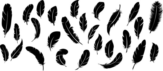 big set of bird feathers design. fluffy swan. soft bird plumage set. pen icons design. set of bird f