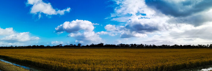 Canvas Print - Golden field under cloudy sky