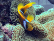 anemone fish in aquarium