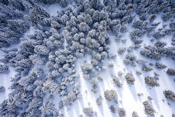 Wall Mural - Aerial Winter Mountain landscape with coniferous forest covered with snow