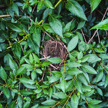 Birds Nest  On A Branch