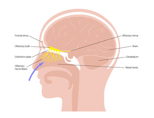 Wall Mural - Olfactory nerve anatomy